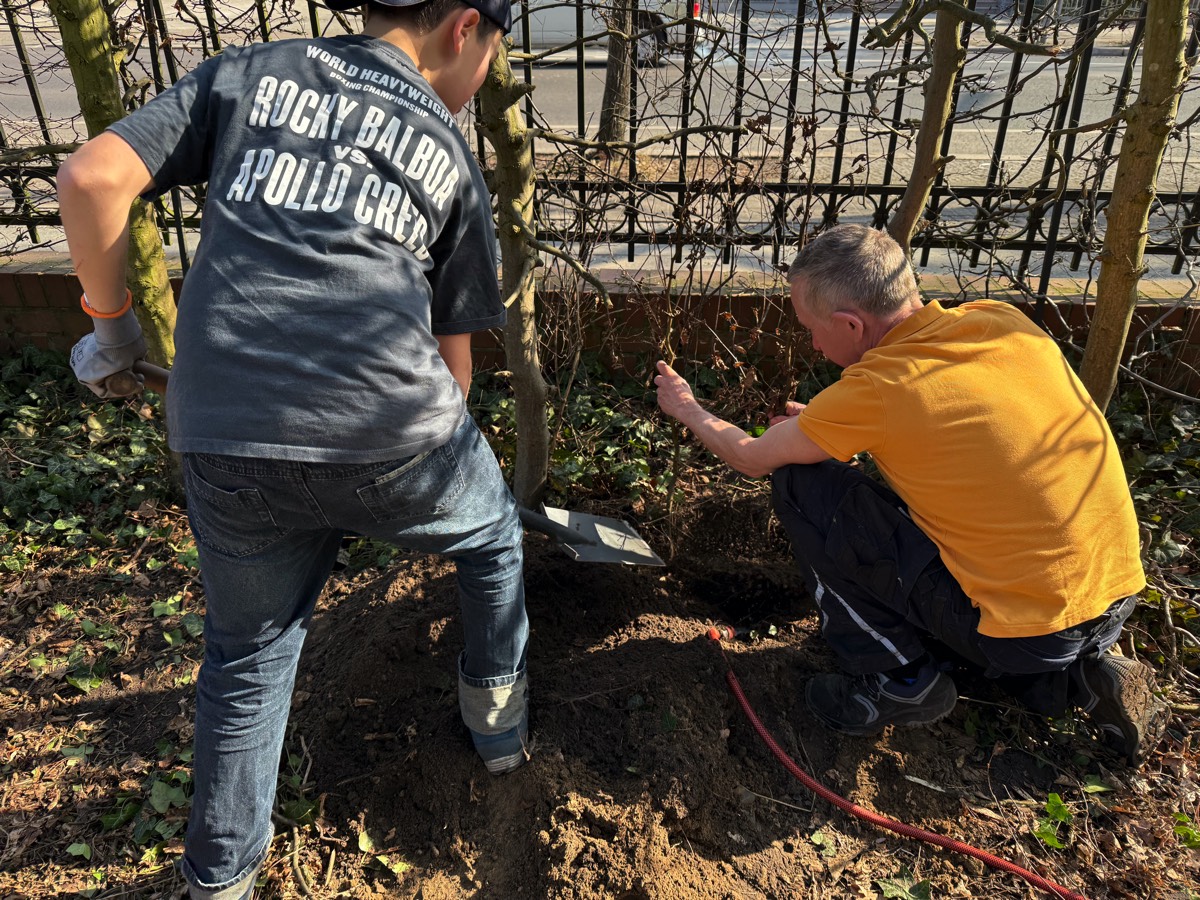 Pflanzen von Setzlingen für die Buchenhecke